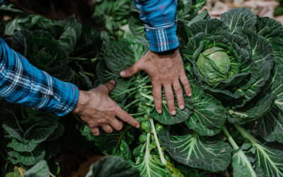 Cuenta atrás para el Foro Internacional de Compra Pública Alimentaria y Agricultura Campesina y Familiar